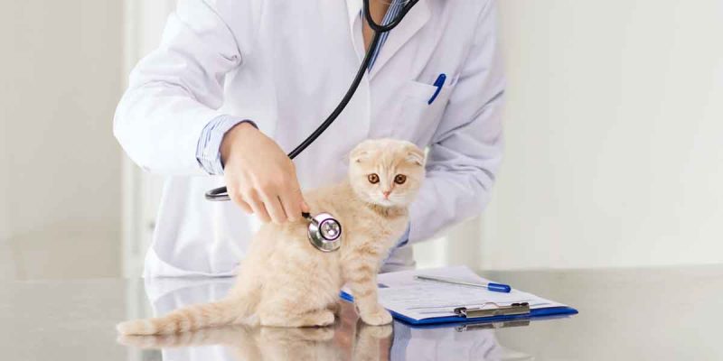 پنلوکوپنی در گربه 1 https://saranpetclinic.com/