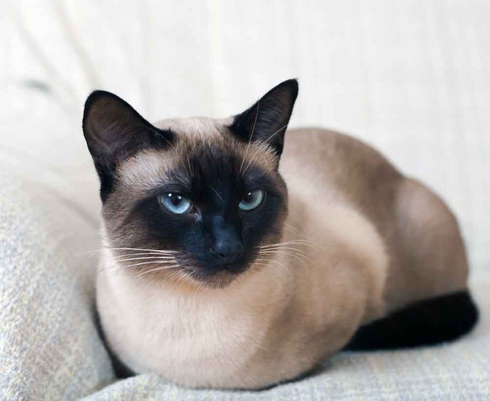 https://saranpetclinic.com/