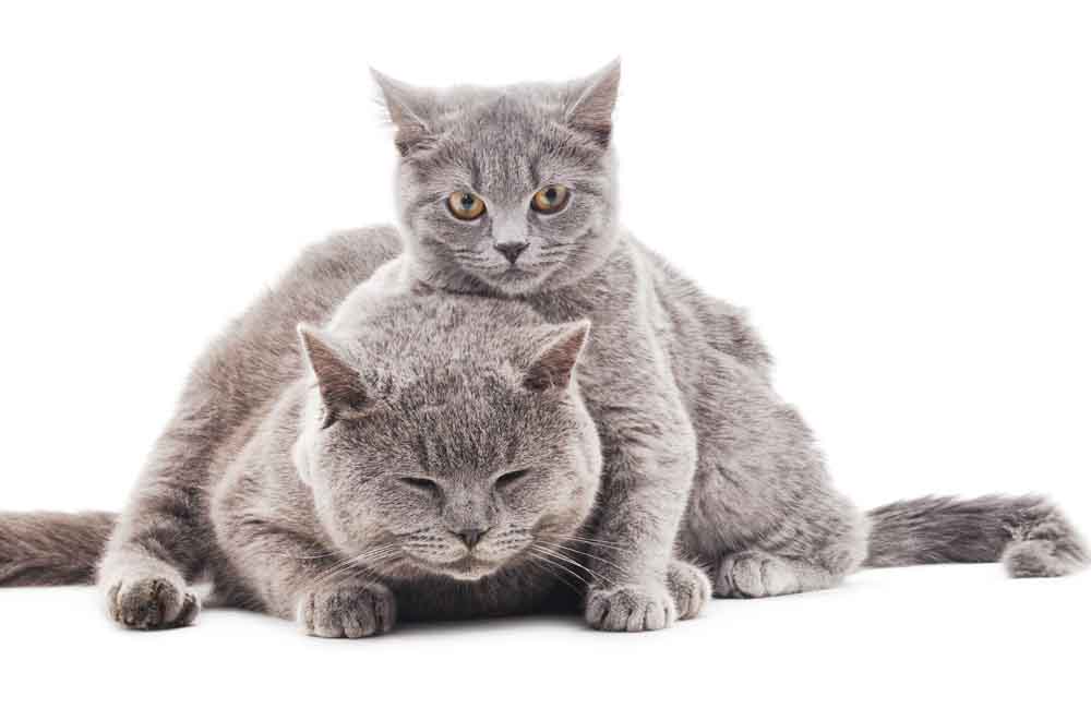 https://saranpetclinic.com/