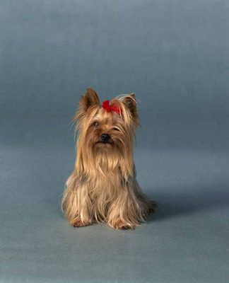 کلینیک دامپزشکی در چیتگر(دریاچه) 3 کلینیک دامپزشکی ساران