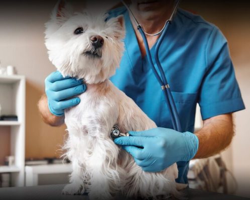 کلینیک دامپزشکی در شهرك گلستان (شهرك راه آهن) 2 1 2