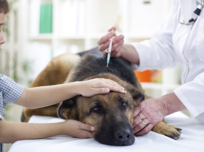انجام واکسیناسیون سگ ها