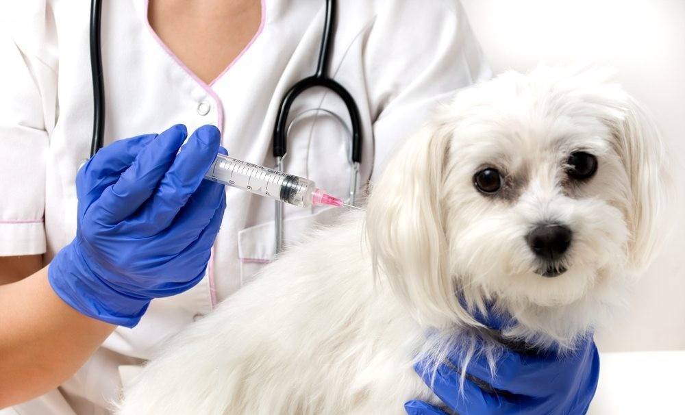 واکسیناسیون سگ ها