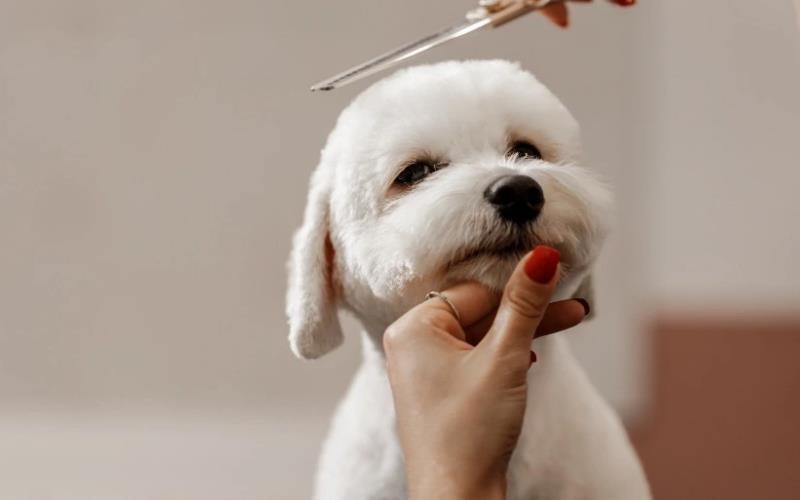 اصلاح صحیح موی حیوانات